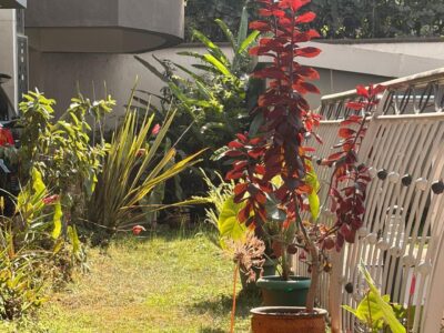 3 Bedroom Apartment with DSQ for Rent in Westlands, Nairobi